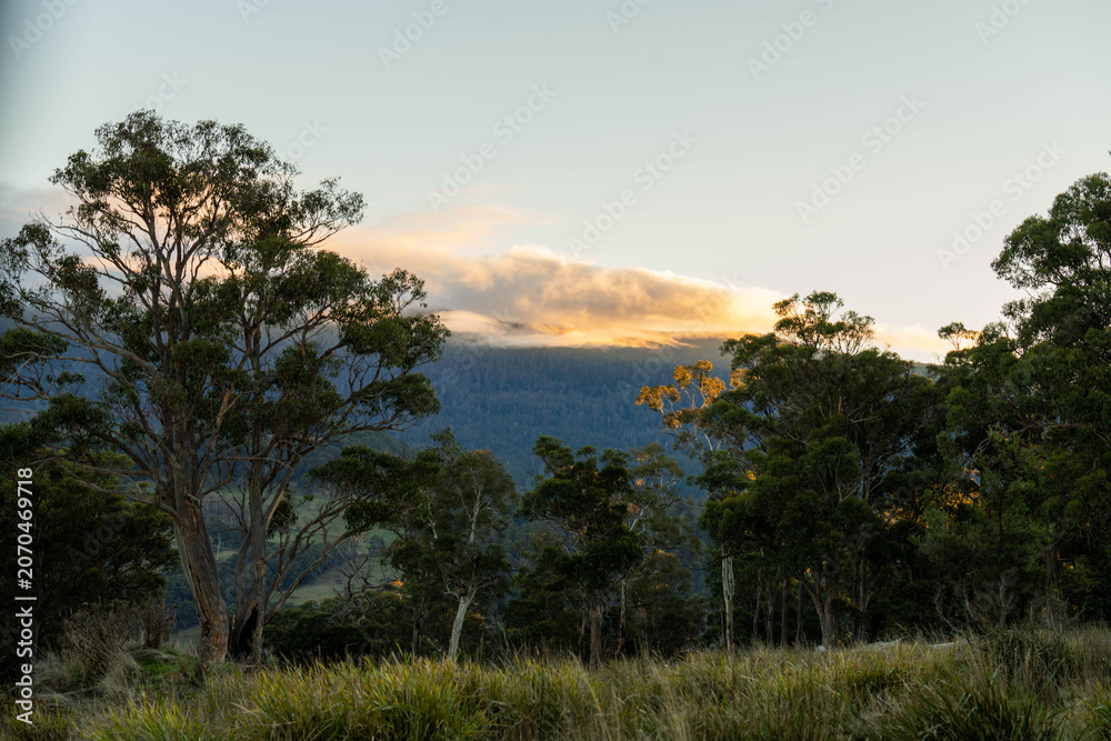 Fototapeta premium Golden Hour Clouds and Mist Over Mountain Forest with Australian Eucalyptus Trees in winter