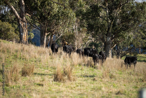 Misty Morning Field with Herd of Black Angus Beef Cattle Grazing on Australian Hill