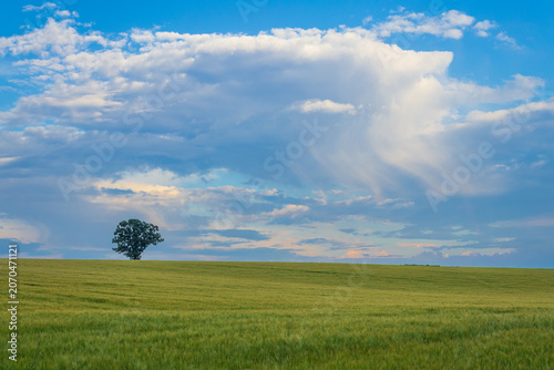 Lone Tree in Green Field Under Dramatic Cloudy Sky with Virga Rain