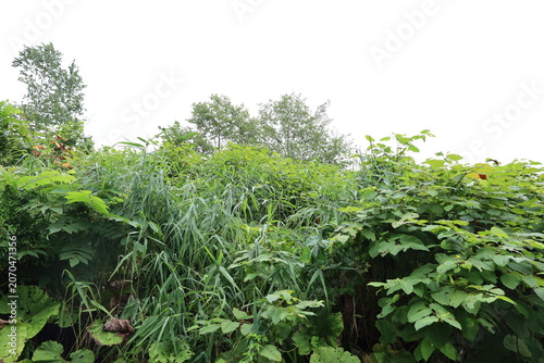 wild bushes and birch trees