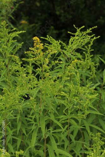 young goldenrod