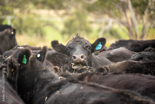 Black Angus Cattle Herd Feeding Close Up with Cow Licking Lips Funny Expression Australian Farm eating hay