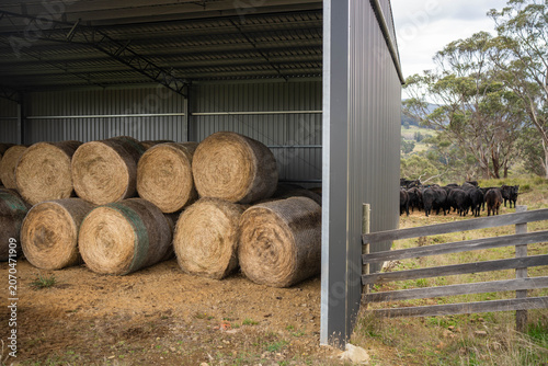 Large Round Hay Bales Stacked Inside a Modern Farm Shed for Winter Livestock Feed Storage on Ranch in australia