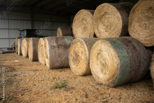 Large Round Hay Bales Stacked Inside a Modern Farm Shed for Winter Livestock Feed Storage on Ranch in australia