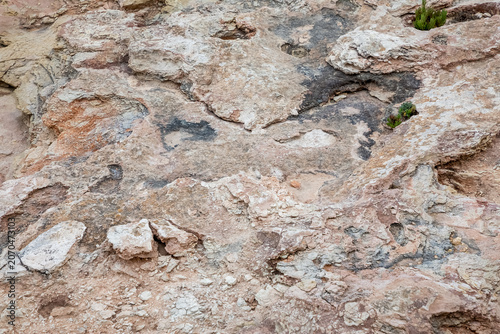 Photos Weathered Maltese limestone surface with small green plants growing inside deep cracks, highlighting contrast between resilient life and harsh rocky terrain
