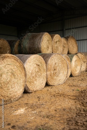 Large Round Hay Bales Stacked Inside a Modern Farm Shed for Winter Livestock Feed Storage on Ranch in australia