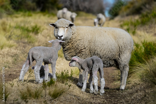 Flock of sheep in rural environment,Patagonia,Argentina