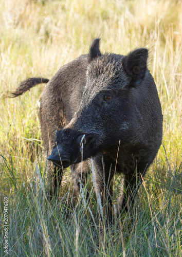 Wild boar in Pampas grass environment, La Pampa province, Patagonia, Argentina.