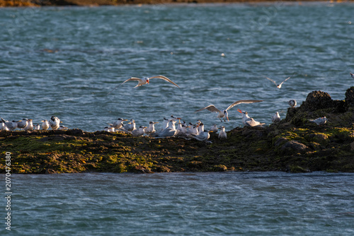 Sandwich Tern in flight, Patagonia Argentina.