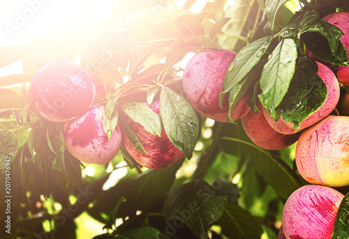 Ripe plums hang heavy on a tree branch. Bright pink fruits glow under sunlight. Green leaves surround the plums. Sunlight highlights dew drops on leaves. Perfect for food, agriculture
