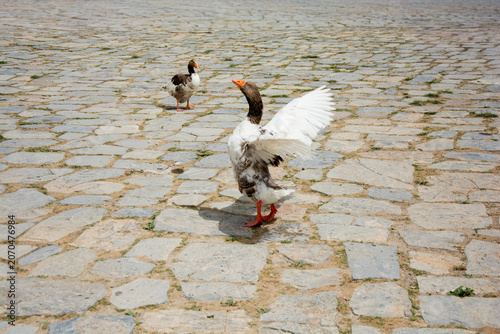 Flock of Geese Gathering on Cobblestone Path in Pamukkale