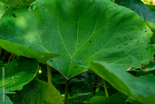 Photos A Japanese Butterbur in a shady garden spot
