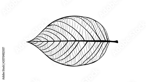 Detailed black and white leaf illustration on white background