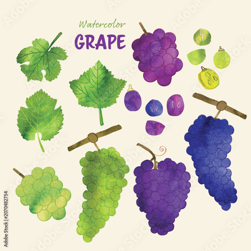 Red and green grape watercolor vector illustration set. Real watercolor texture and ink drawing elements. Hand drawn and hand painted in a modern style. Vector