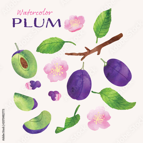 Purple plum fruit and plum blossoms watercolor vector illustration set. Real watercolor texture and ink drawing elements. Hand drawn and hand painted in a modern style. Vector