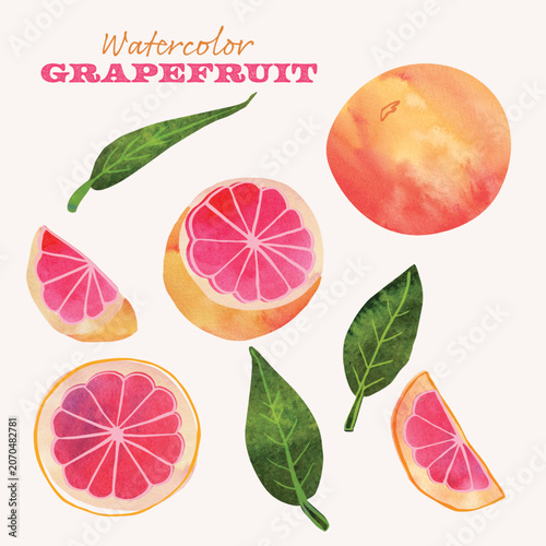 Grapefruit citus watercolor vector illustration set. Real watercolor texture and ink drawing elements. Hand drawn and hand painted in a modern style. Vector