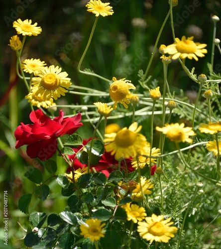 Fleurs champêtres