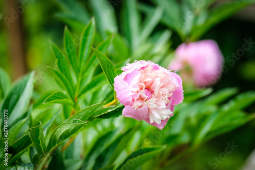 Close-up of a vibrant peony flower in full bloom covered with fresh water droplets after rain. Detailed petals and natural green blurred background create a beautiful floral garden scene.