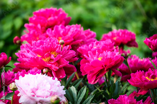 Close-up of a vibrant peony flower in full bloom covered with fresh water droplets after rain. Detailed petals and natural green blurred background create a beautiful floral garden scene.