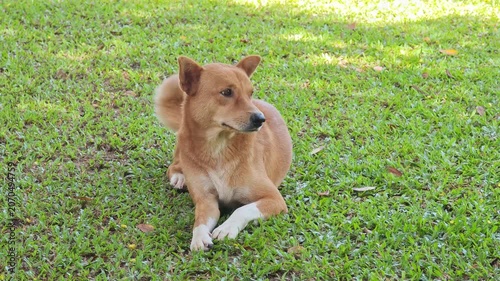 A brown dog on the grass in the sunlight.