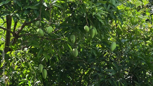 Fresh mangoes on the tree.