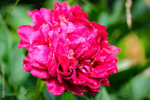 Close-up of a vibrant peony flower in full bloom covered with fresh water droplets after rain. Detailed petals and natural green blurred background create a beautiful floral garden scene.