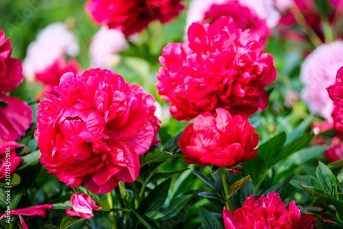 Close-up of a vibrant peony flower in full bloom covered with fresh water droplets after rain. Detailed petals and natural green blurred background create a beautiful floral garden scene.
