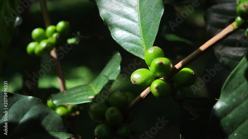 Young coffee beans on the tree.