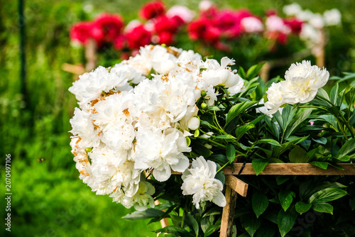 Close-up of a vibrant peony flower in full bloom covered with fresh water droplets after rain. Detailed petals and natural green blurred background create a beautiful floral garden scene.