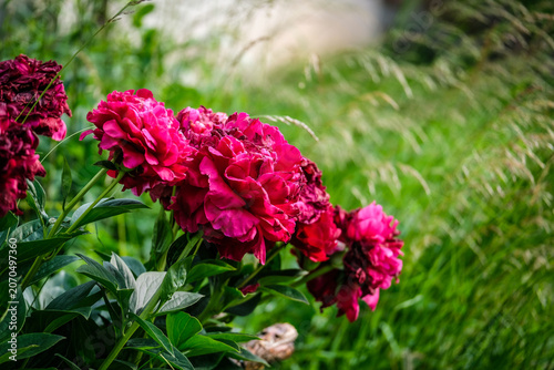 Close-up of a vibrant peony flower in full bloom covered with fresh water droplets after rain. Detailed petals and natural green blurred background create a beautiful floral garden scene.
