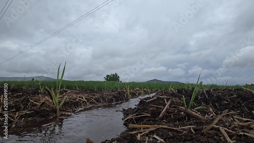 A pre-monsoon hyperlapse: wind-driven clouds race over a sugarcane field. Saplings sway rapidly as a farmer walks the border. Water flows through soil channels, showcasing irrigation amidst weather.