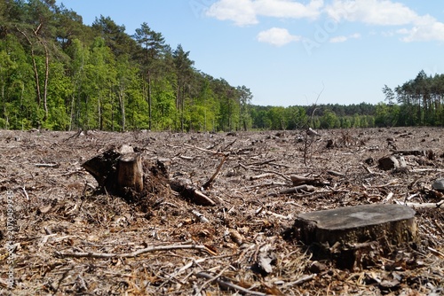 Fotografía Deforested landscape with tree stumps and logging residue, highlighting forest clearance and environmental degradation