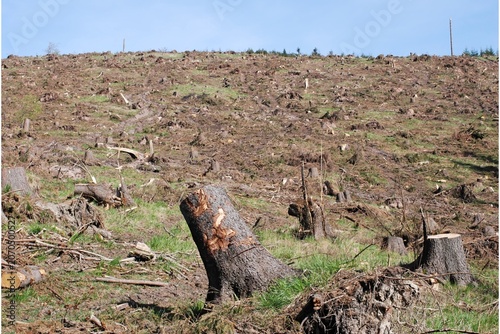 Quadro su tela Clear-cut hillside covered with tree stumps and debris, illustrating extensive deforestation and severe forest loss