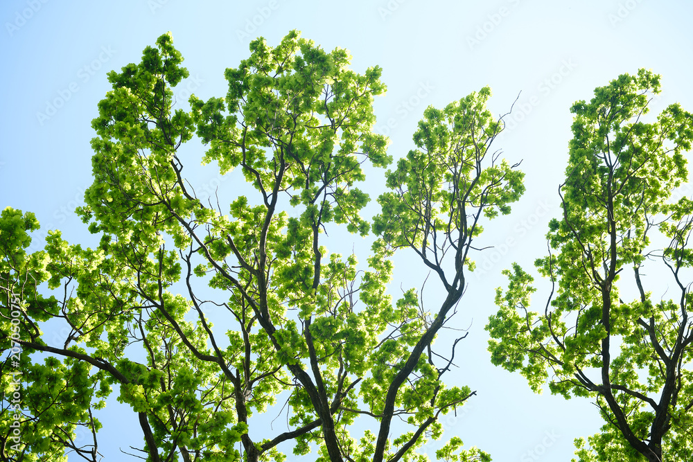 Fototapeta premium Young green leaves on tree branches against a bright sky