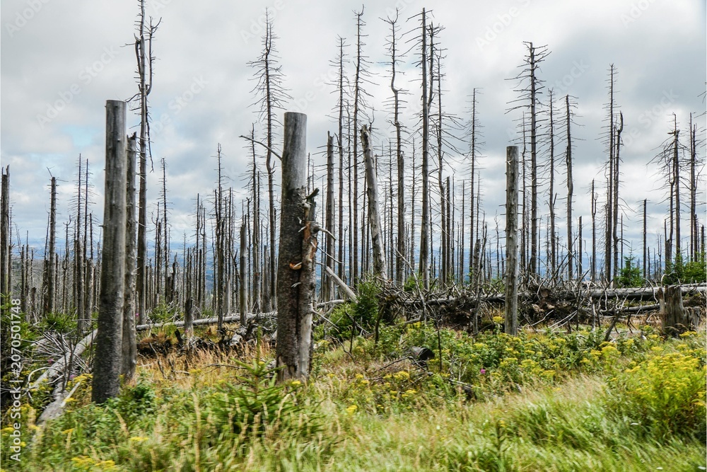 Obraz premium Dead forest with barren tree trunks and sparse regrowth, illustrating severe ecosystem damage, forest decline, and environmental change.
