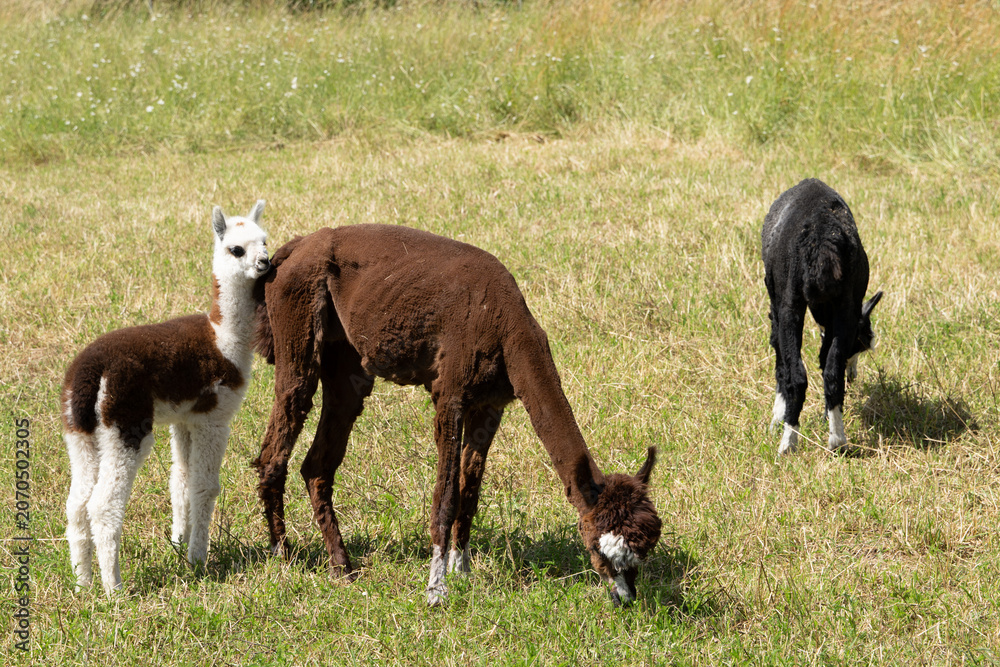 Fototapeta premium alpaka tier natur lama familie