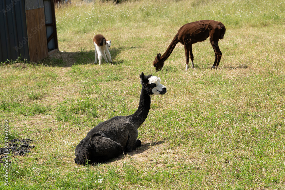 Fototapeta premium alpaka tier natur lama familie