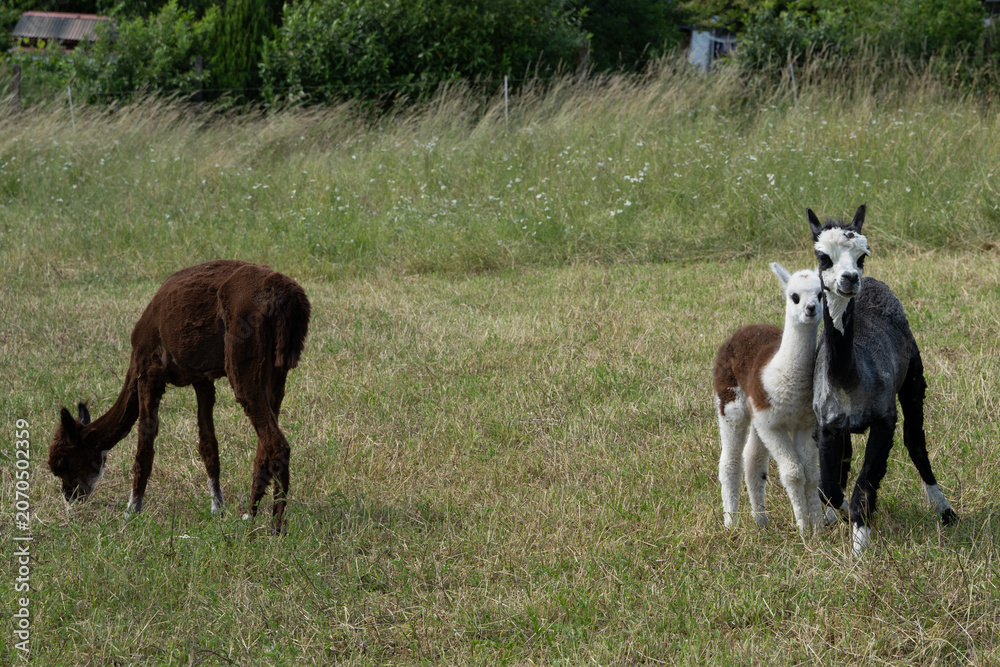 Fototapeta premium alpaka tier natur lama familie