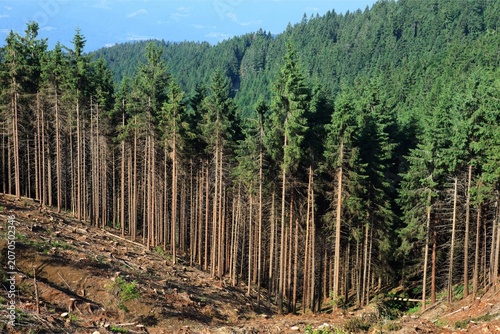 фотографія Partially cleared conifer forest on a mountain slope, showing logging impact, thinning woodland cover, and habitat disturbance