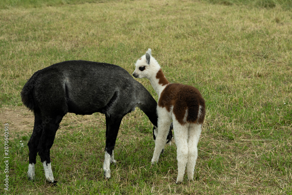 Fototapeta premium alpaka tier natur lama familie