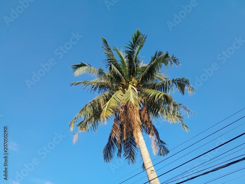 Beautiful view of coconut trees on the beach with a blue sky background