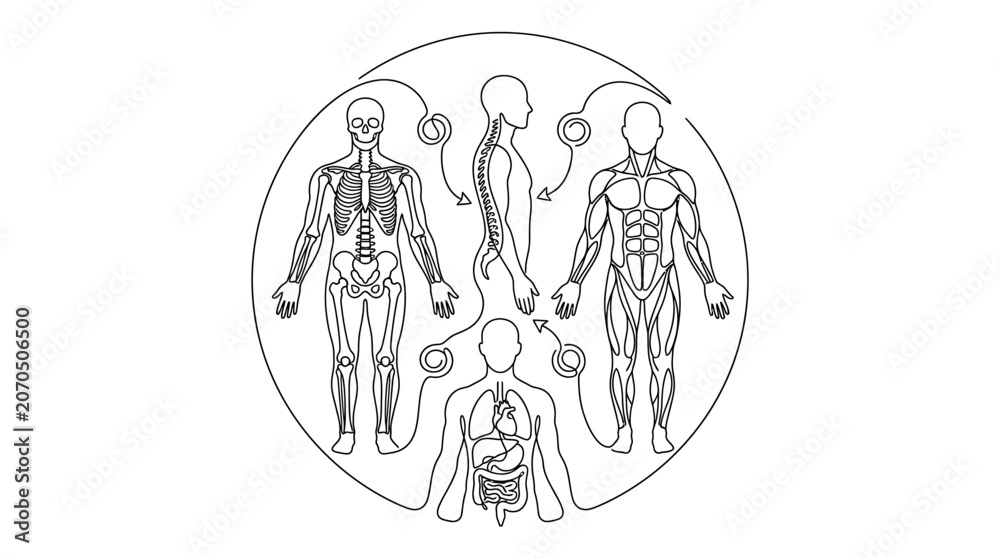 Fototapeta premium Human anatomy diagrams depicting skeletal muscular and organ systems in a circular composition.