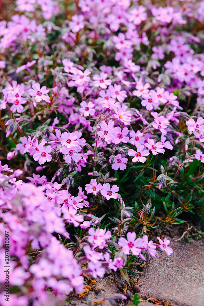 Obraz premium Pink phlox flowers blooming on the ground