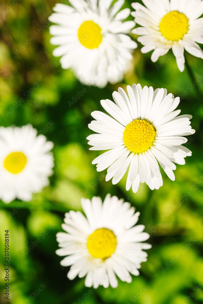 Obraz premium Common daisies growing in green foliage