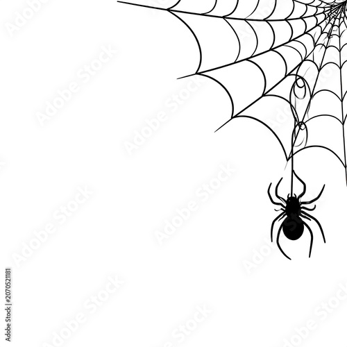 Black Spider Hanging on Delicate Web in Minimal White Background