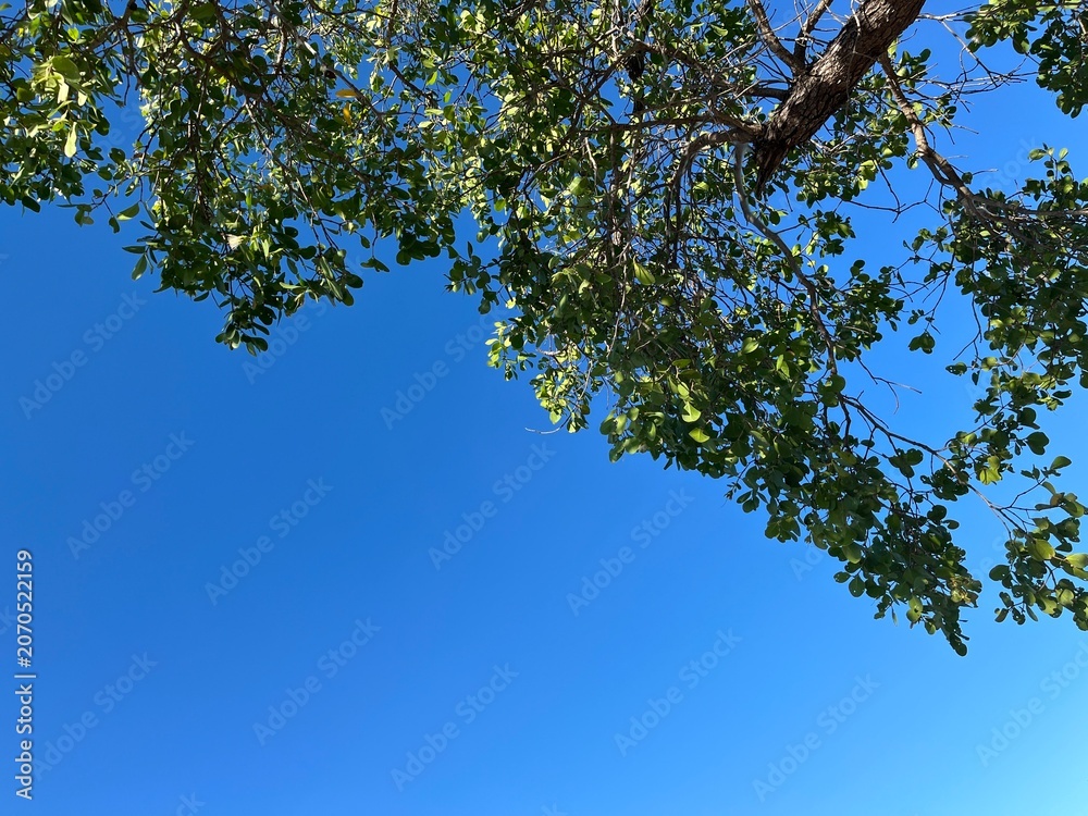 Fototapeta premium A blue sky framed by green mangrove trees
