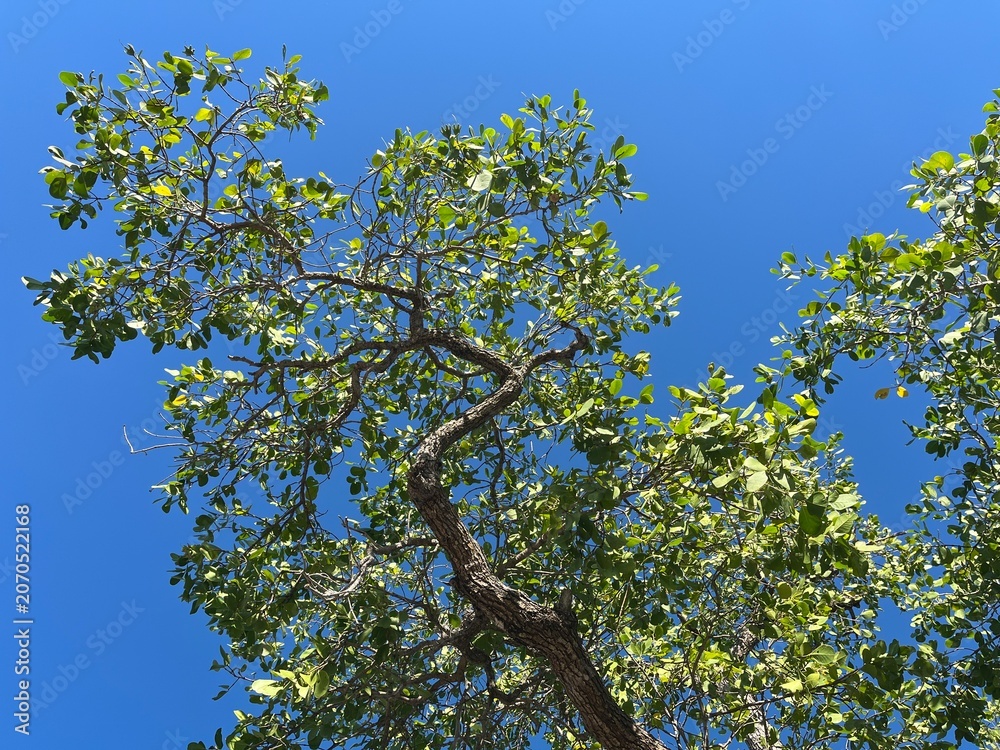 Fototapeta premium A green mangrove trees framed by blue sky