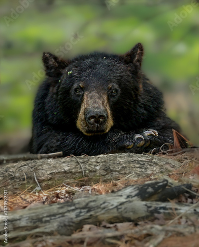 Adorable Sleepy Eyed Sub Adult Black Bear 