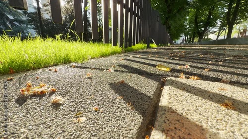 Dark fence rails cast crisp, geometric shadows across a textured park walkway dotted with fallen spring blossoms. The early urban morning advances, resulting in steady, distant drone of city traffic.