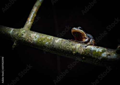 Принти на полотні chorus frog on branch